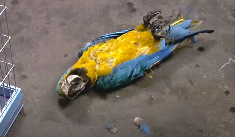 On Fetterman, Left-Wing Media Insists the Parrot Isn't Dead. It's Just Resting