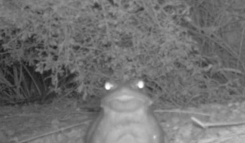Your Election News Break for the Day: Don’t Lick the Toads