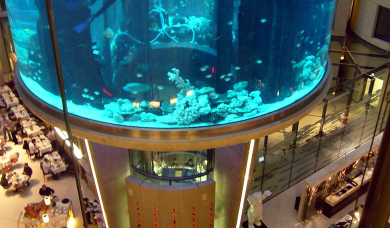 Blue Fish, Red Fish, 1,500 Dead Fish: Berlin Mega Aquarium Bursts Unexpectedly