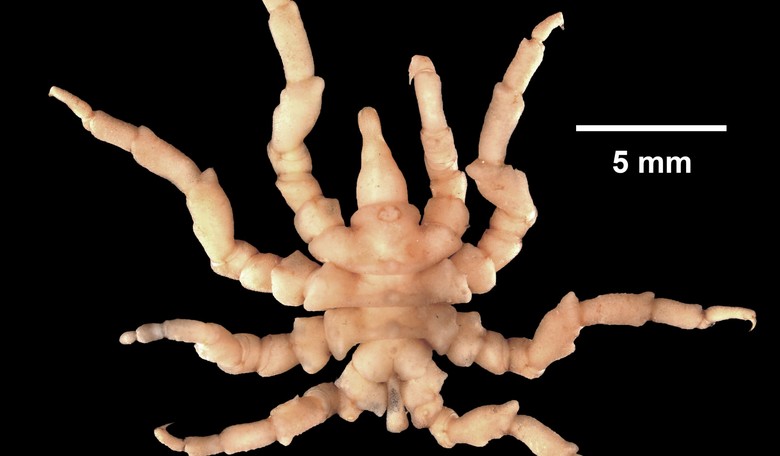 Fascinating: Sea Spiders Regenerate Their Rear Ends