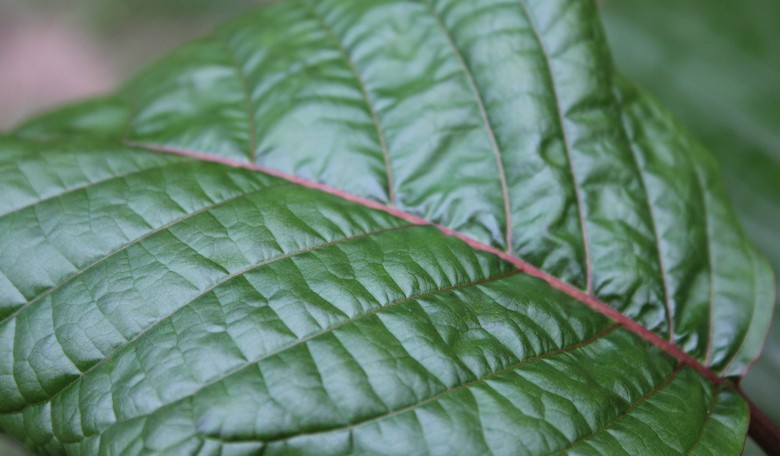 Which States Are Currently Considering Kratom Bans?