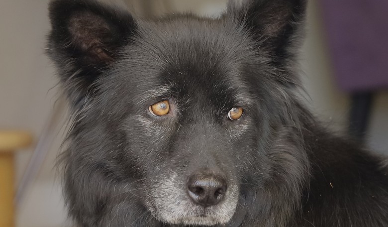 The Guardian Is Coming After My Dogs and This Means War