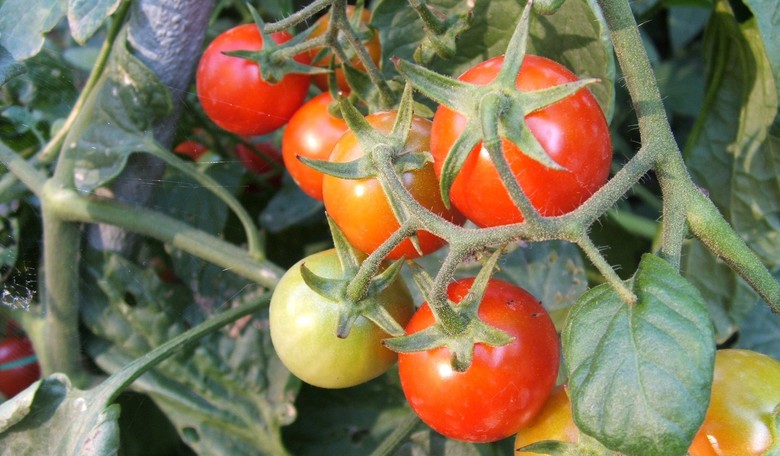 Sad News for Vegan Activists: Tomatoes 'Scream' When Plucked From Plant