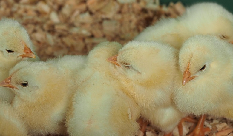 Vox Report on Egg Industry Practices Flies in the Face of the Left's Abortion and Gender Rhetoric