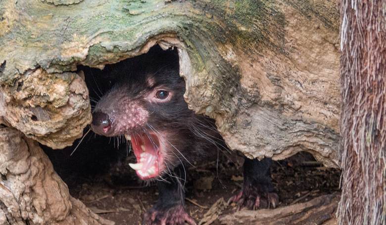 Hunter College Prof Channels Inner-Tasmanian Devil Over Pro-Life Display