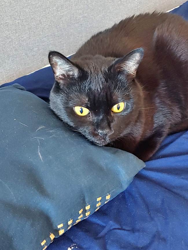 Now I Know Losing a Pet Doesn't Get Easier With Age PJ Media