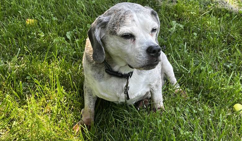 Saying Goodbye to My Sweet Pup, Zuzu