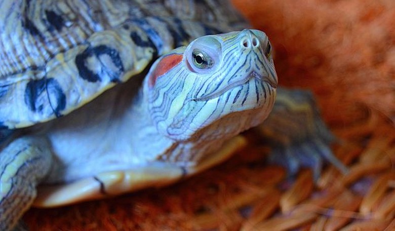 So Now We Need the CDC to Tell Us Not to Make Out with Turtles