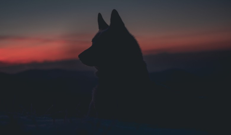 Sunday Thoughts: There Are No 'Lone Wolves' in the Body of Christ