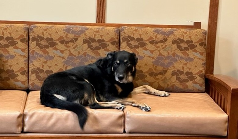 Stray Dog Breaks Out of Animal Shelter, Hangs Out at Nursing Home: What Happened Next is Straight Out of a Hallmark Movie