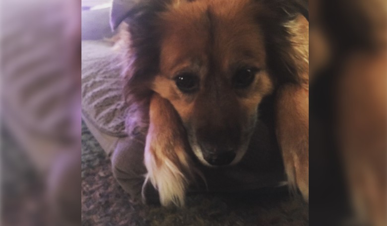 An Empty House and a Broken Heart: Saying Goodbye to My Best Friend 