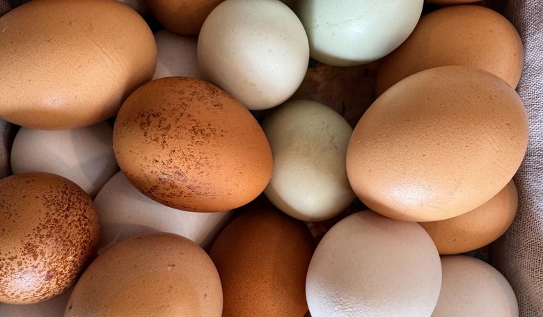 Democrats Should Panic As Egg Prices Continue to Drop