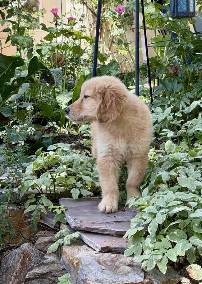 Puppy adventure.