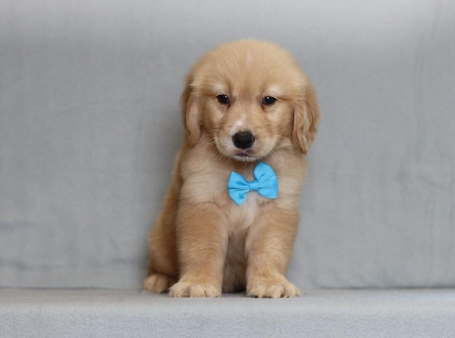 Puppy adoption photo.