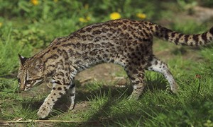 The First New Cat Species in 100 Years Has Been Discovered, and I Want One
