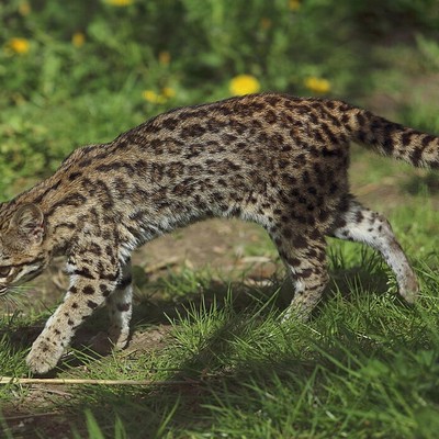 The First New Cat Species in 100 Years Has Been Discovered, and I Want One