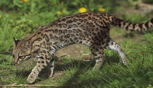 The First New Cat Species in 100 Years Has Been Discovered, and I Want One