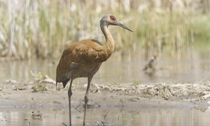 Wisconsin Saved the Sandhill Crane, and Now Farmers Are Paying the Bill