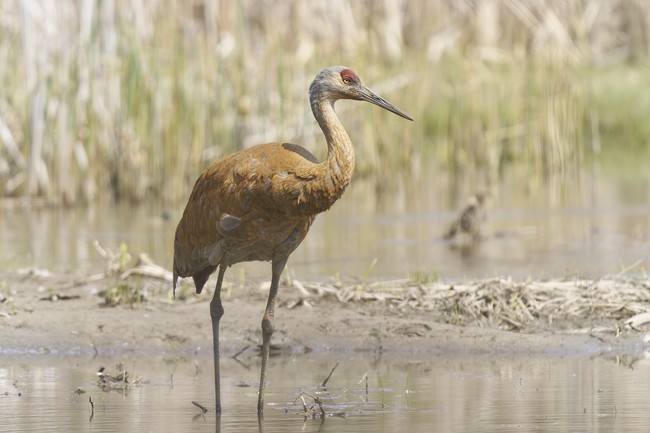 Wisconsin Saved the Sandhill Crane, and Now Farmers Are Paying the Bill