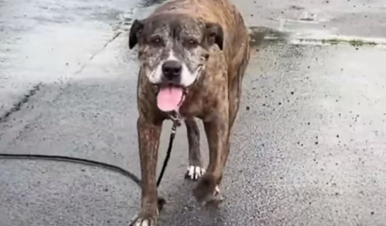 Feel-Good Friday: The Last Walk of 'Mellow,' a Very Good Boy