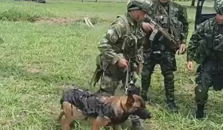 Hoge's Heroes: Wilson the Rescue Dog Found Kids Stranded in Amazon Jungle—Before Sadly Going Missing Himself