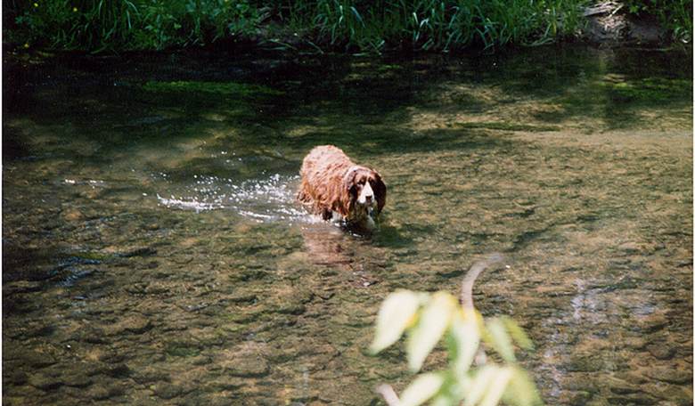Love Your Dog? A New Drug May Help It Live Longer.