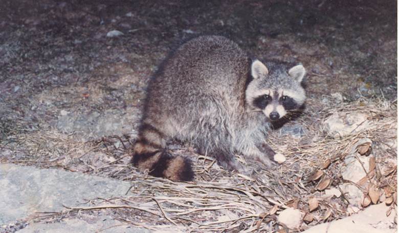Hangover Incoming: Drunken Raccoon Shatters Scotches and Passes Out