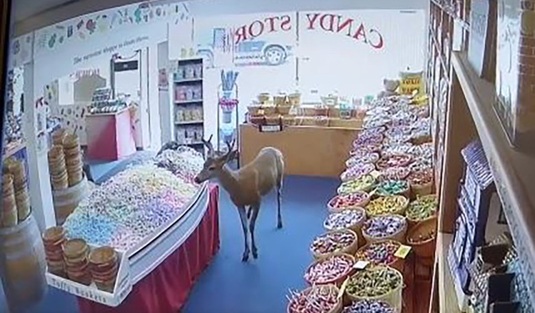 We May Hold Him Deer, but He's a Thief All the Same