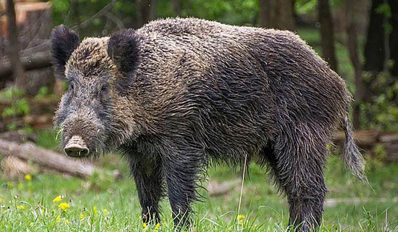 Radioactive Boars Threaten Europe