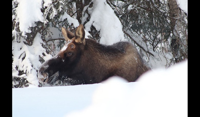Alaska Teen Suffers Minor Injuries in Moose Attack: Moose, Not So Lucky