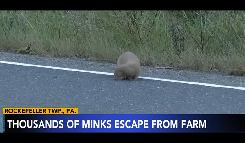 Thousands of Mink Released From PA Fur Farm: Authorities Term It 'Agricultural Criminal Mischief.'