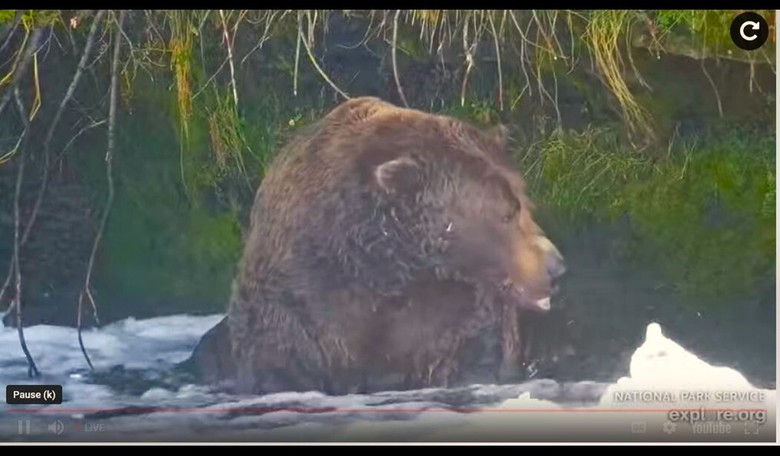 $33 Trillion in Debt, but at Least We Get Fat Bears