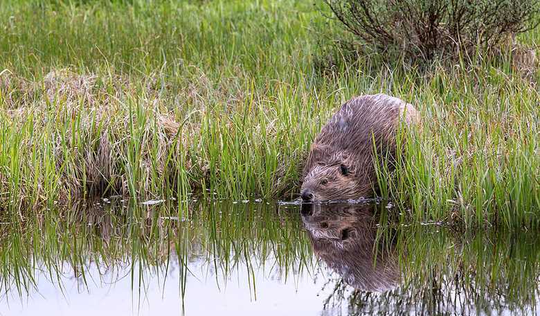 Wayward Beaver Invades Tennessee Hospital: Brave Policeman Wrangle the Dam Rodent Out