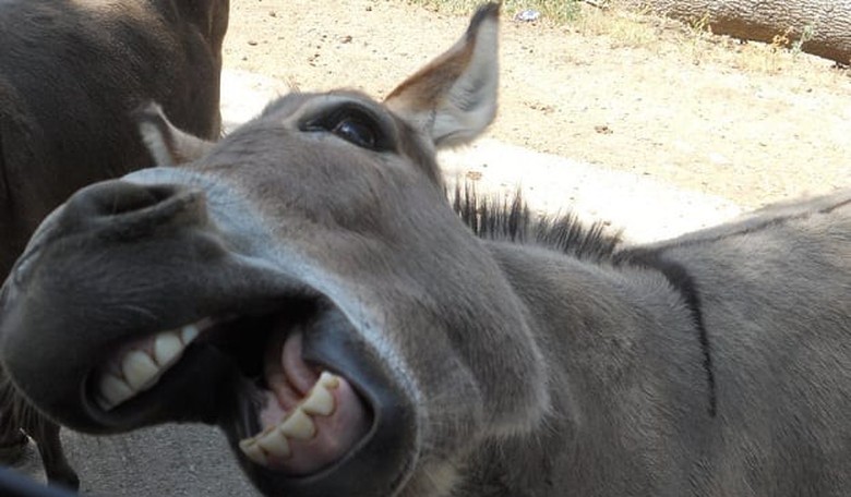 DNC nervously refuses to host more debates.