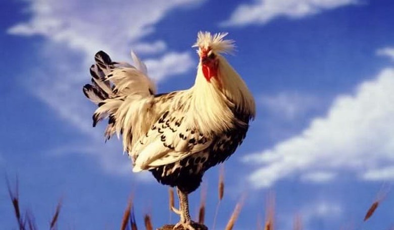 The denial of Jonathan Gruber