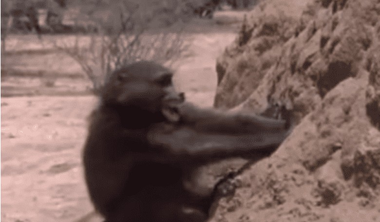Obama's Iran Monkey Trap