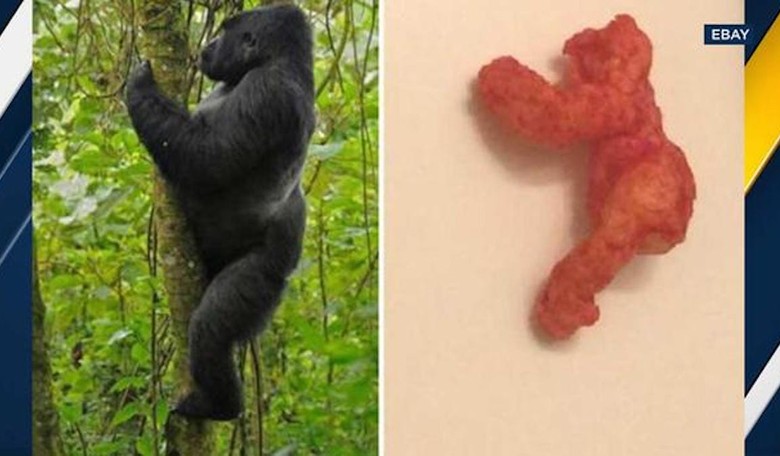 Harambe Cheeto Fetches $100,000 on Ebay
