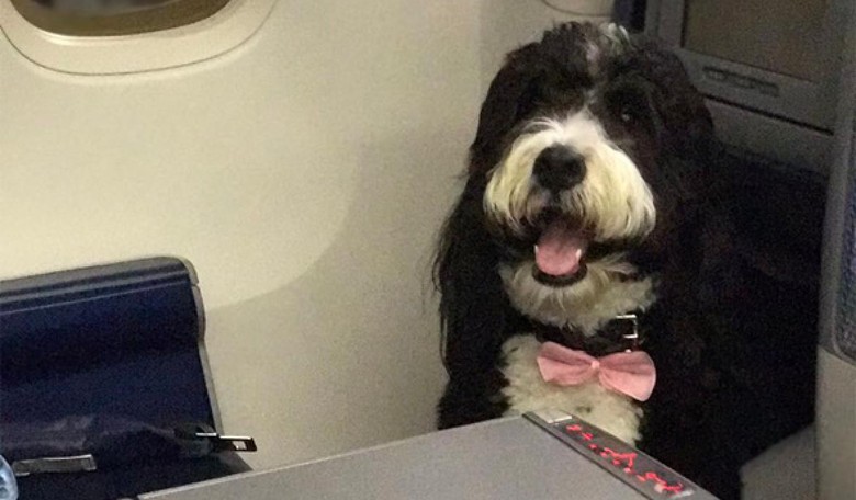 Mark Halperin Stumbles Across Joy on an Airplane and Immediately Hates It