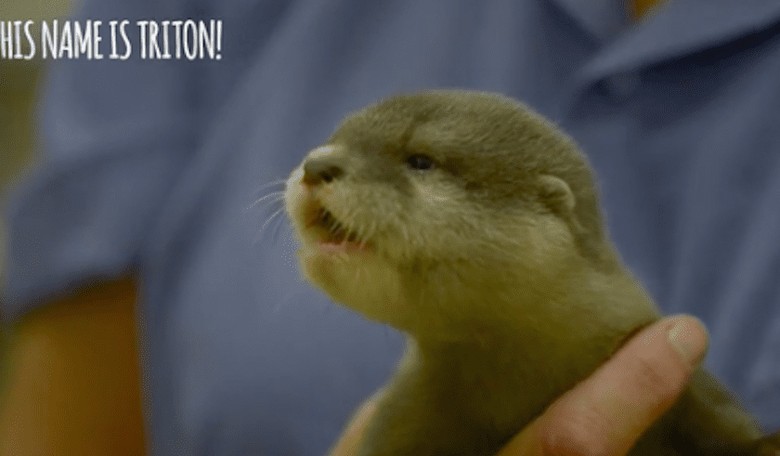 Friday Feels: This Baby Otter Doesn't Want to Learn to Swim [VIDEO]