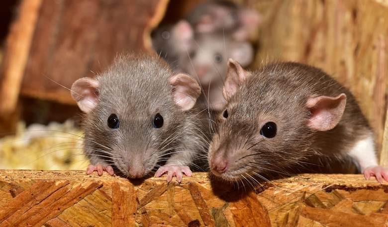 Yes, Baltimore Is that Bad: PBS Specials and News Reports Show Just How Serious the Rat Infestation Is