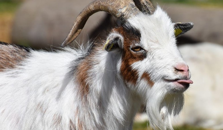 King Bestows Royal Title on Goat Breed