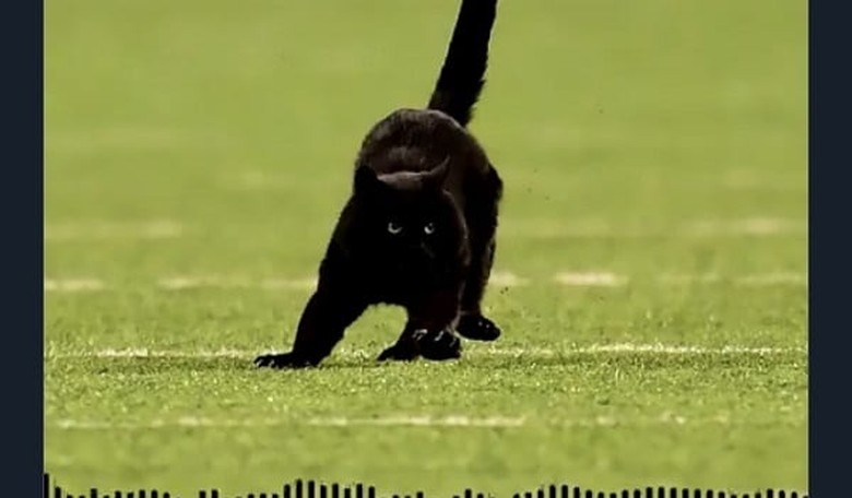 Tail of Two Kitties