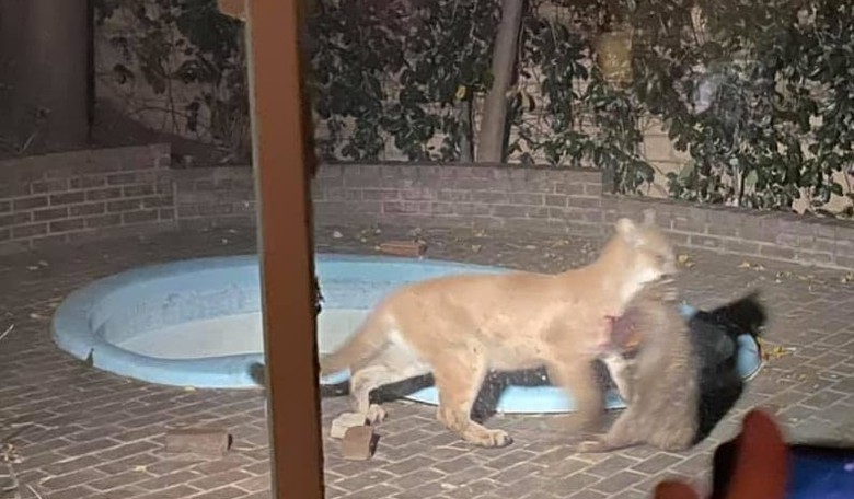 Nightmare Audio: Suburban Couple Wake Up to Mountain Lion Killing a Raccoon in Their Yard