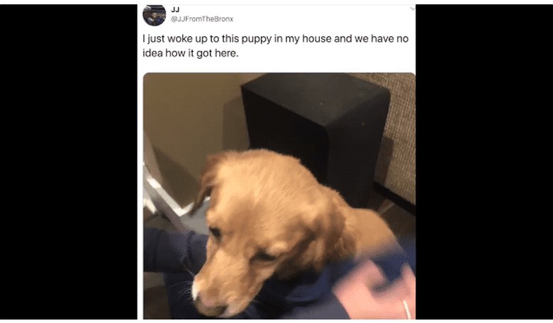 Just in Time for Christmas: A Heartwarming Puppy Dog Tail -- Err...Tale