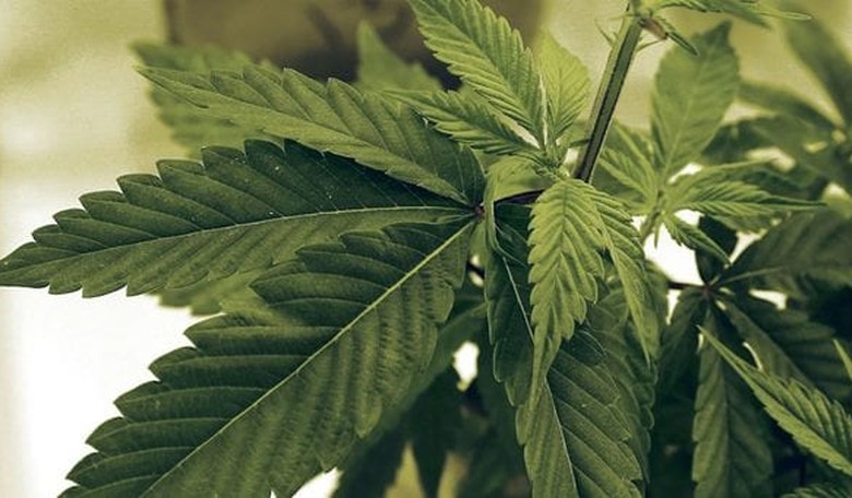 About That Newly Legal Pot....