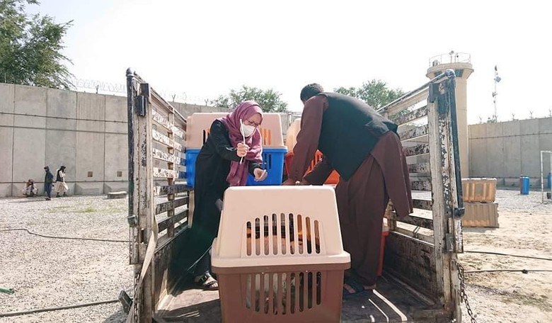 Desperate Dogs in Afghanistan; Sand Running out Trying to Save Left Behind Pets