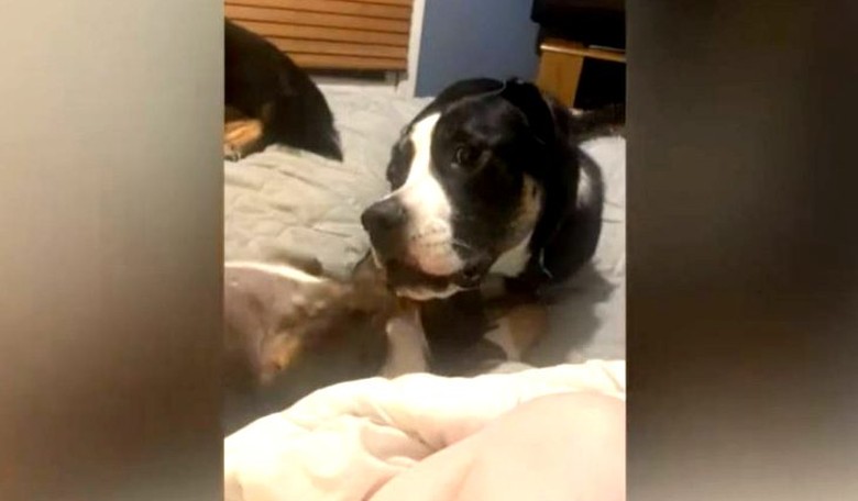 Feel-Good Friday 1: For the Love of Dog