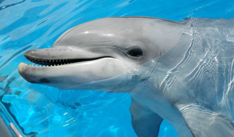 Hoge's Heroes Saturday Edition: A Pod of Dolphins Saves Mama and Baby Whale
