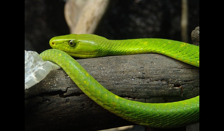 Alert: Venomous Green Mamba Escapes Owner in the Netherlands, Makes Hiss-Tory