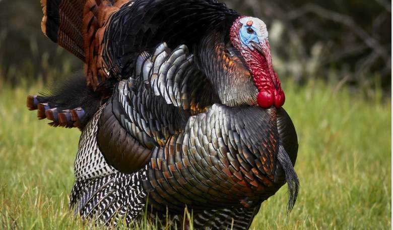 Tenacious Canadian Townie Terminates Tumultuous Terrorist Turkey ... With Trusty Slingshot